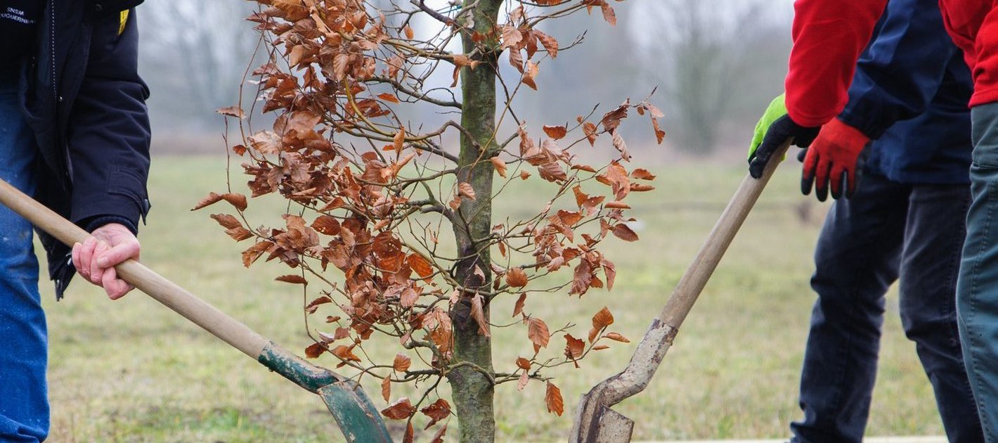 Adopte Un Arbre